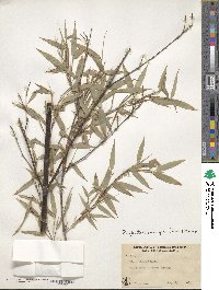 Phyllostachys nigra image