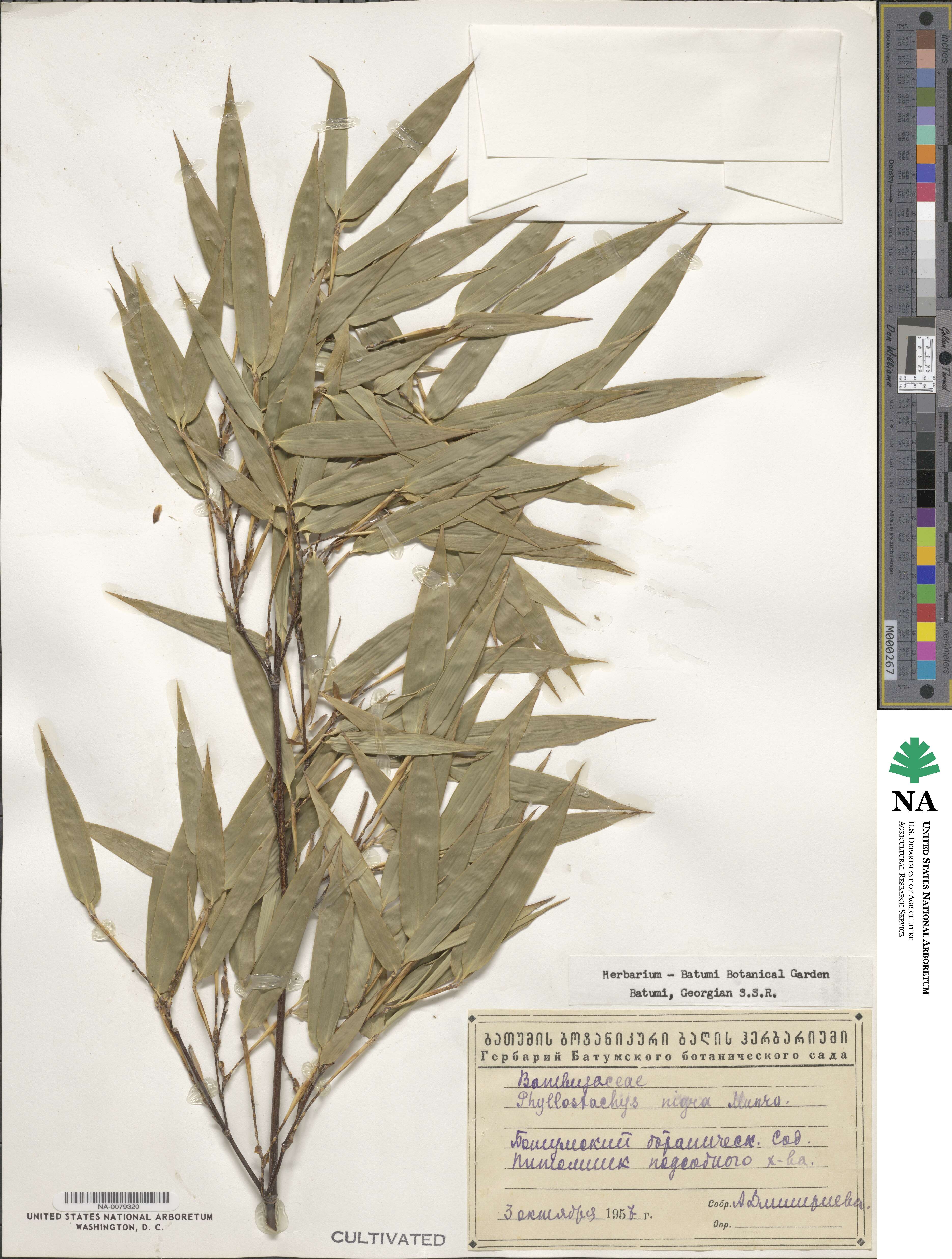 Phyllostachys image