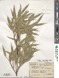 Phyllostachys nigra image