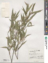 Phyllostachys nigra image