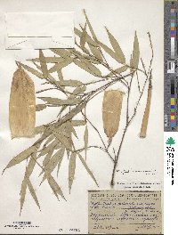 Phyllostachys nigra image