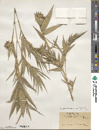 Phyllostachys nigra image