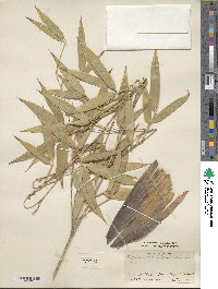 Phyllostachys nigra image