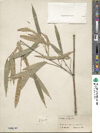 Phyllostachys nigra image