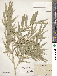 Phyllostachys nigra image