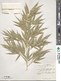 Phyllostachys nigra var. henonis image