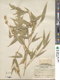 Phyllostachys nigra var. henonis image