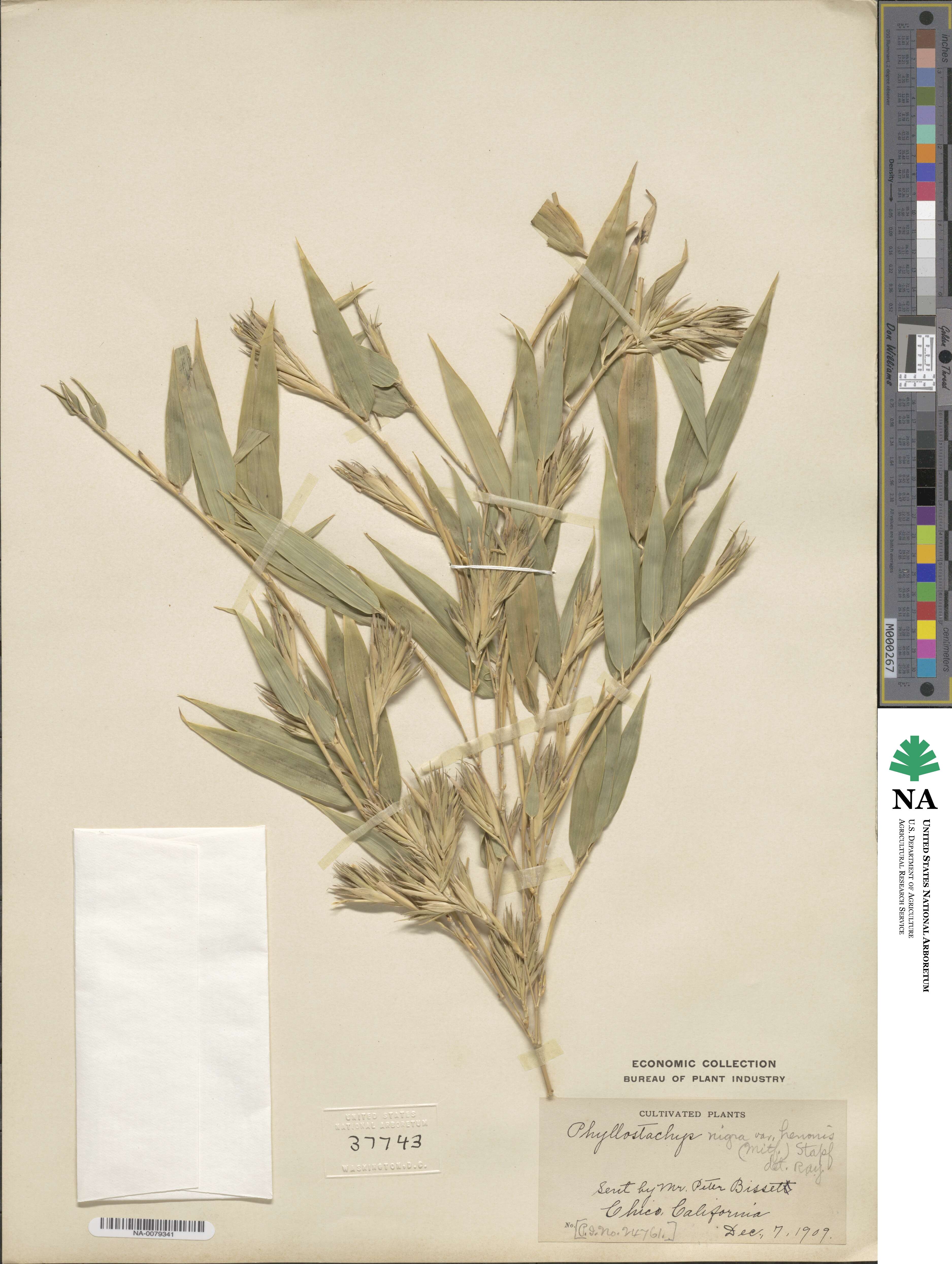 Phyllostachys nigra var. henonis image