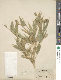 Phyllostachys nigra var. henonis image