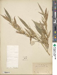 Phyllostachys nigra var. henonis image