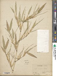 Phyllostachys nigra var. henonis image