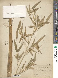 Phyllostachys nigra image