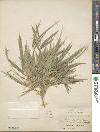 Phyllostachys nigra image