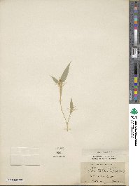 Phyllostachys nigra var. henonis image