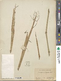 Phyllostachys nuda image