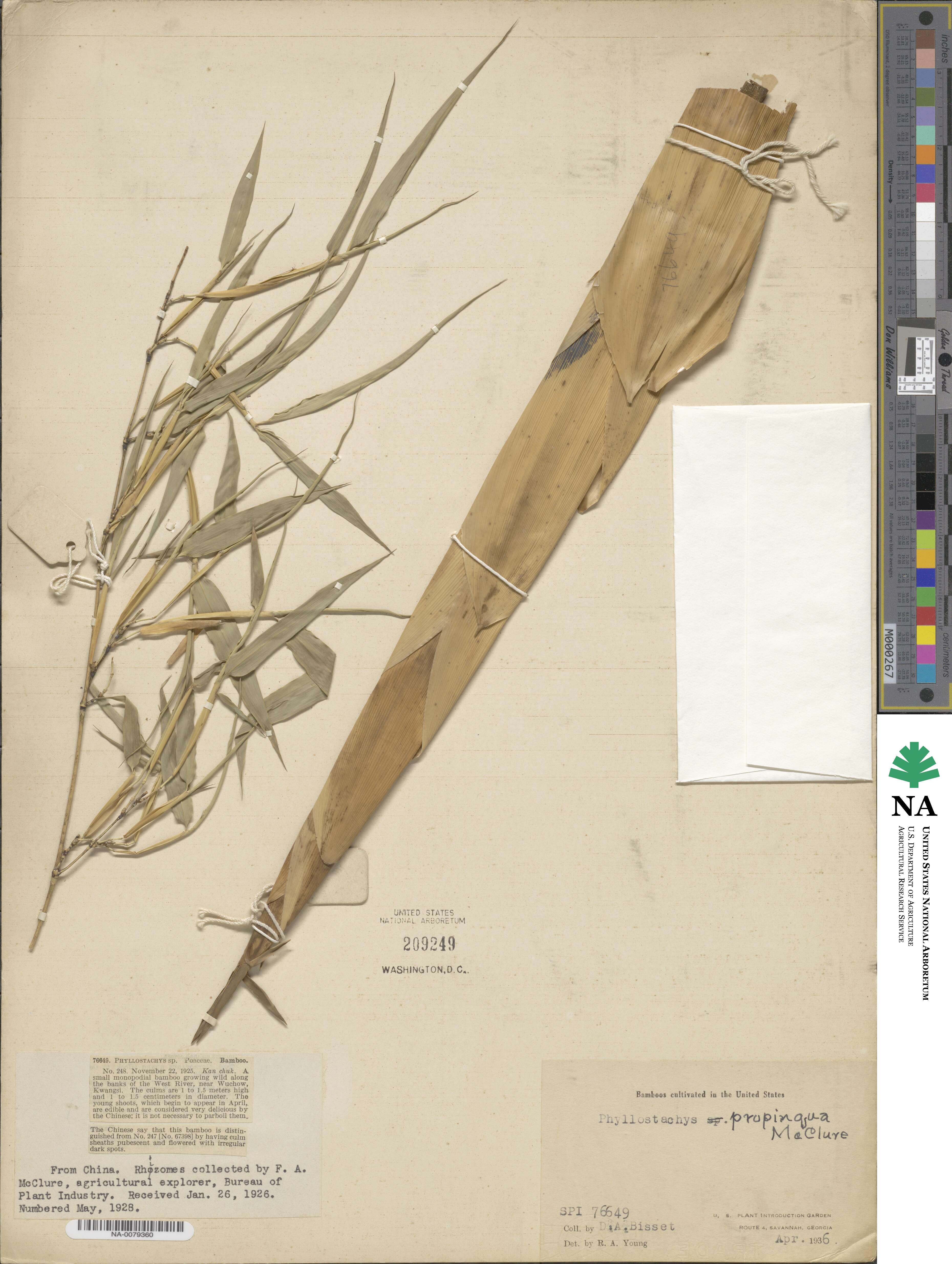 Phyllostachys propinqua image