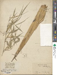 Image of Phyllostachys propinqua