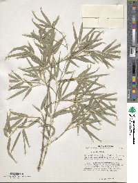 Phyllostachys edulis image