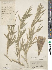 Phyllostachys edulis image