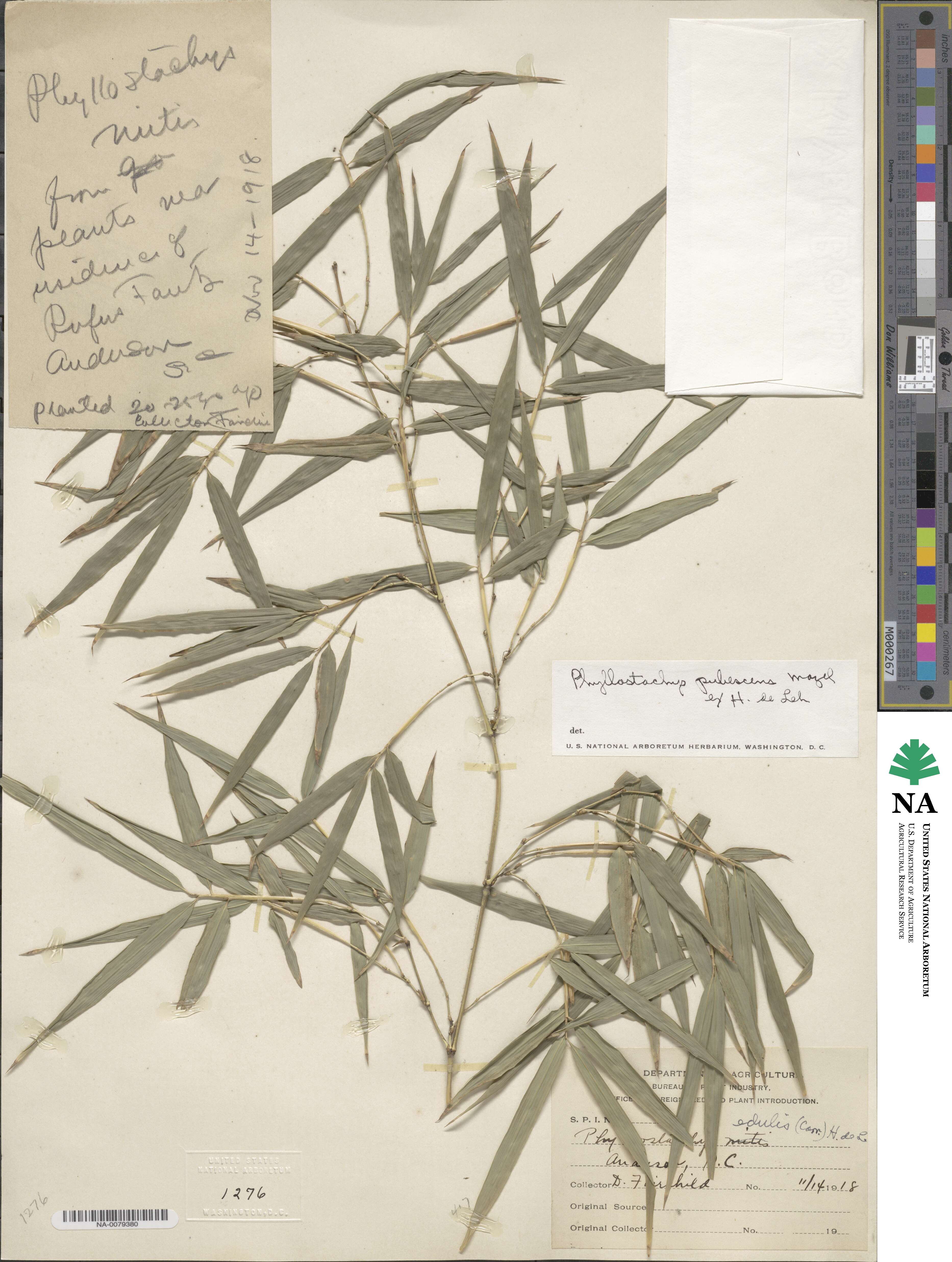 Phyllostachys edulis image