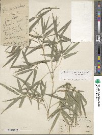 Phyllostachys edulis image