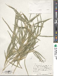 Phyllostachys edulis image