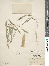 Phyllostachys edulis image