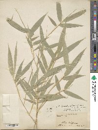 Phyllostachys edulis image