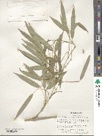 Phyllostachys edulis image