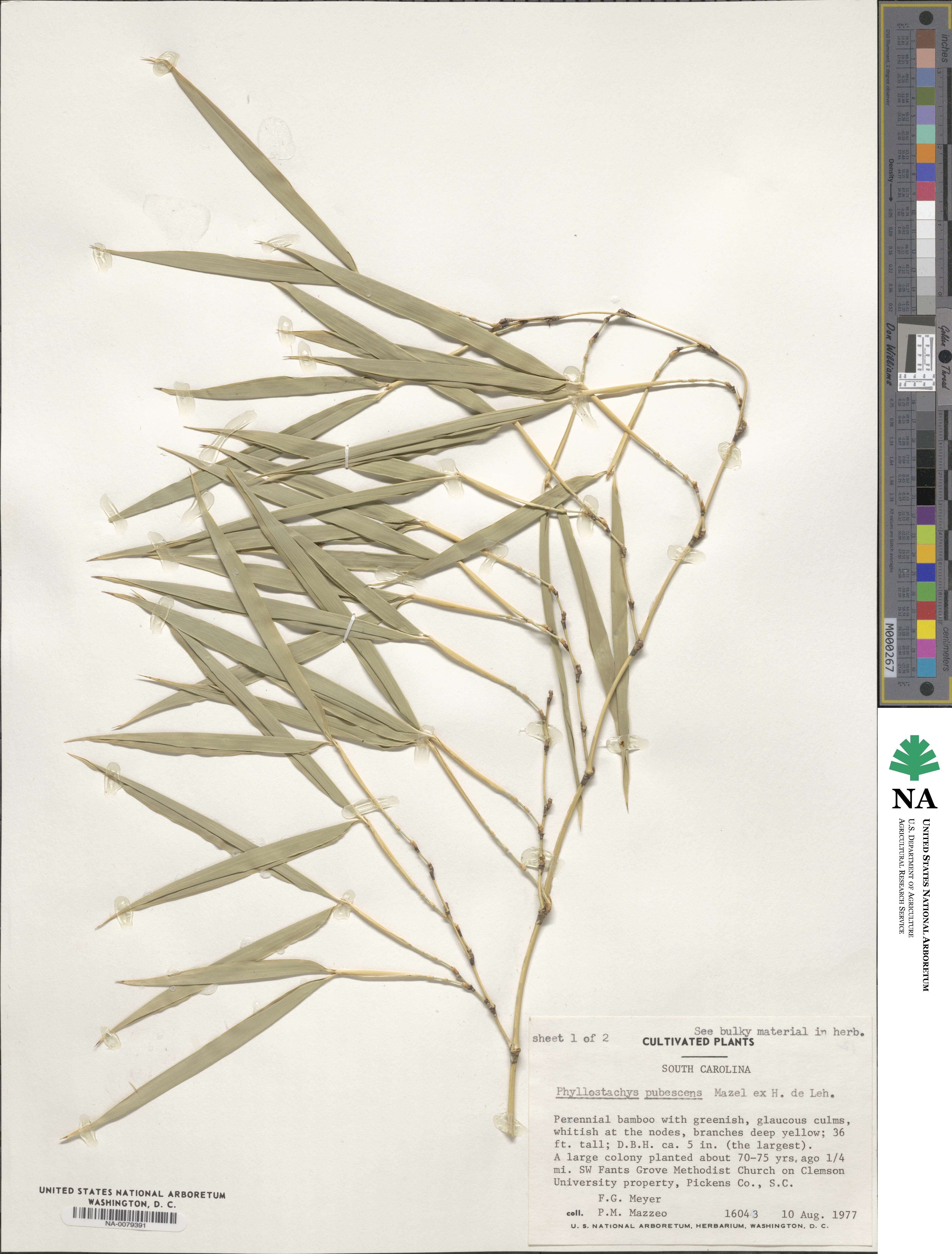 Phyllostachys edulis image