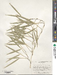 Phyllostachys edulis image