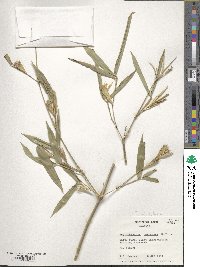 Phyllostachys heteroclada image