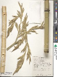 Phyllostachys rubromarginata image