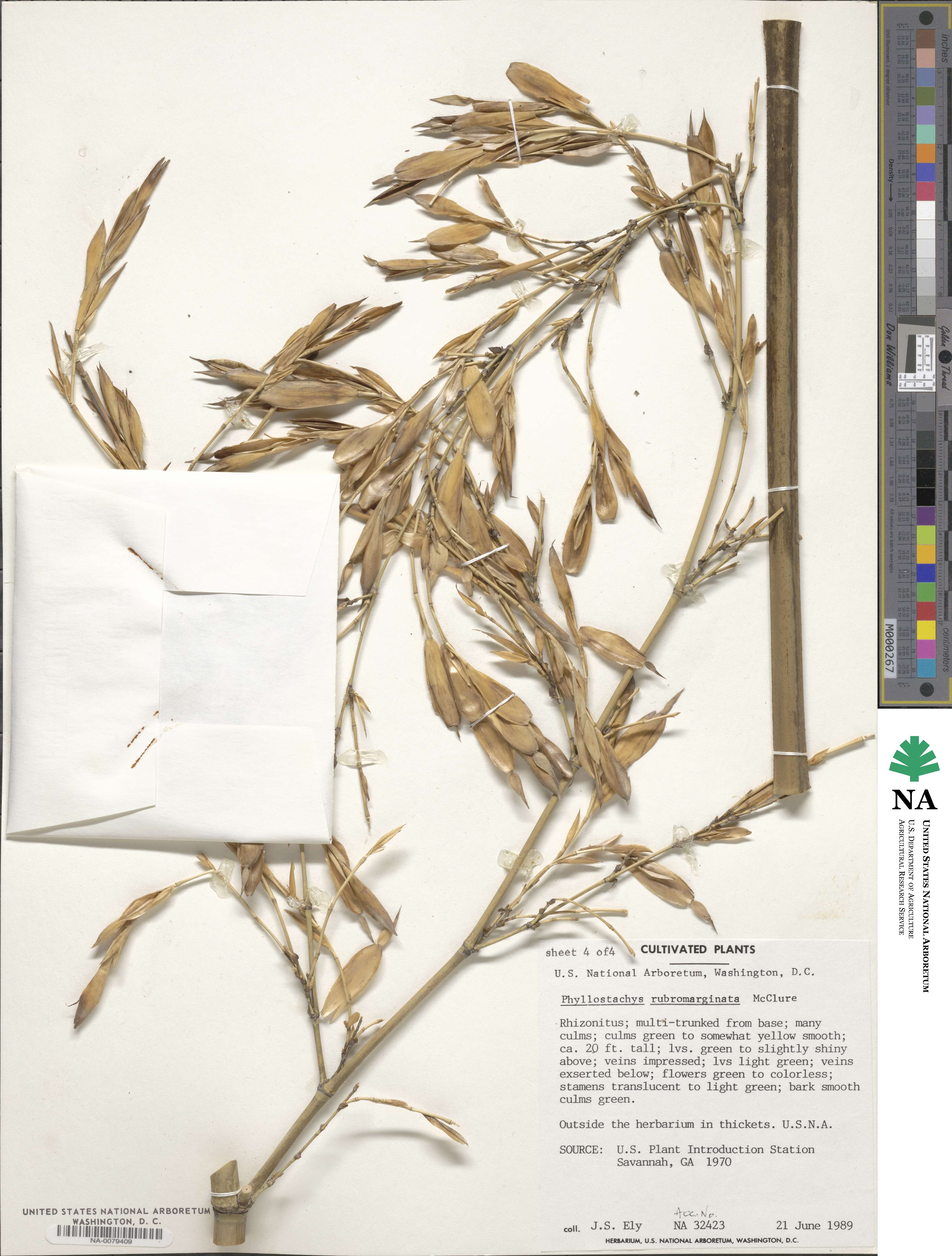 Phyllostachys rubromarginata image