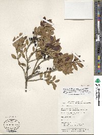 Ilex glabra image