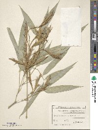 Image of Phyllostachys viridiglaucescens