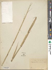 Phyllostachys viridiglaucescens image