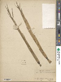 Phyllostachys viridiglaucescens image