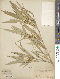 Phyllostachys viridiglaucescens image