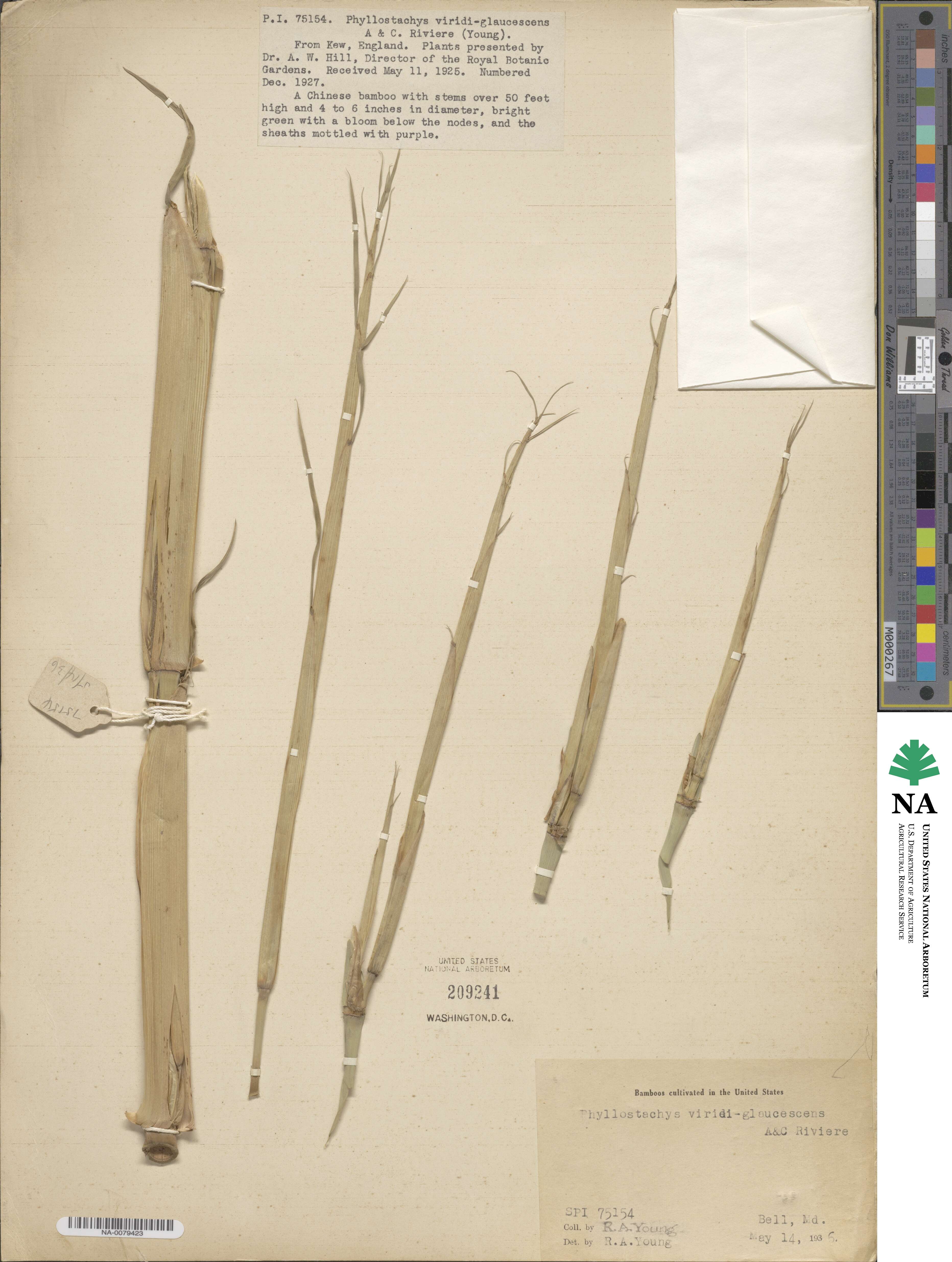 Phyllostachys viridiglaucescens image