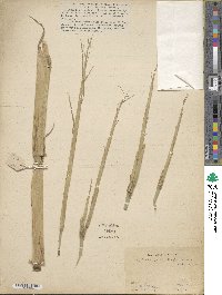 Phyllostachys viridiglaucescens image