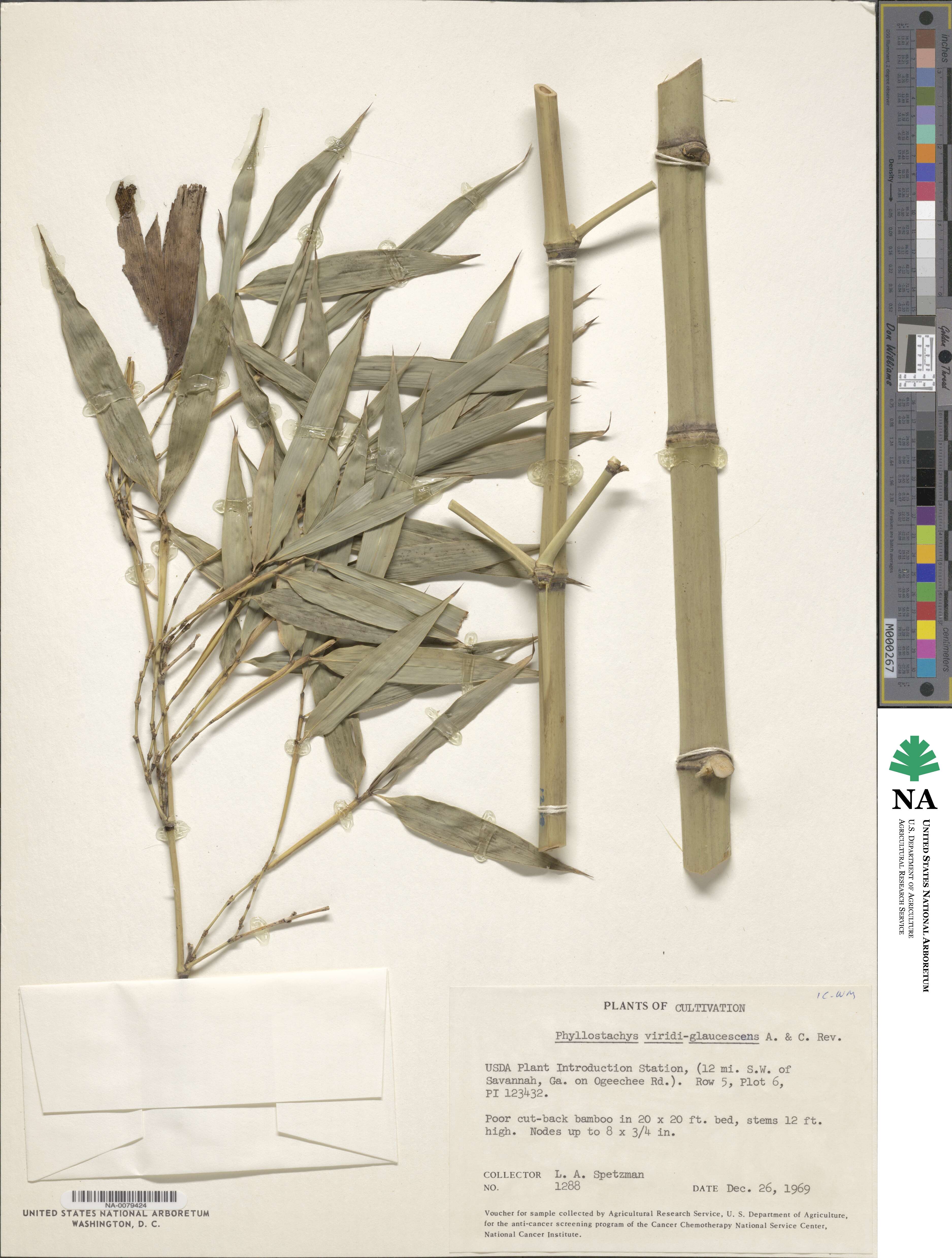 Phyllostachys viridiglaucescens image