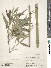 Phyllostachys viridiglaucescens image