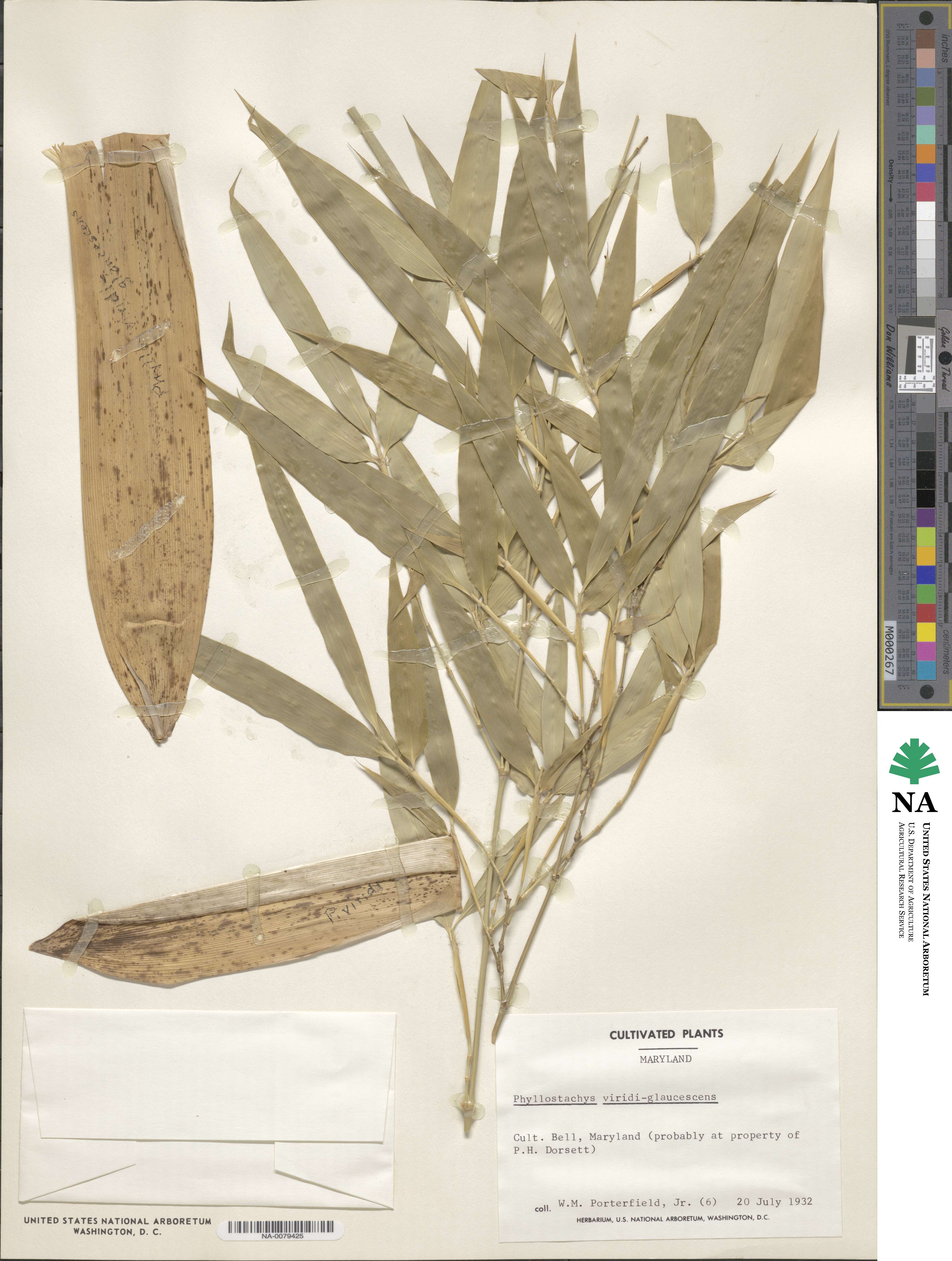 Phyllostachys viridiglaucescens image