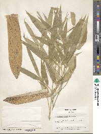 Phyllostachys viridiglaucescens image