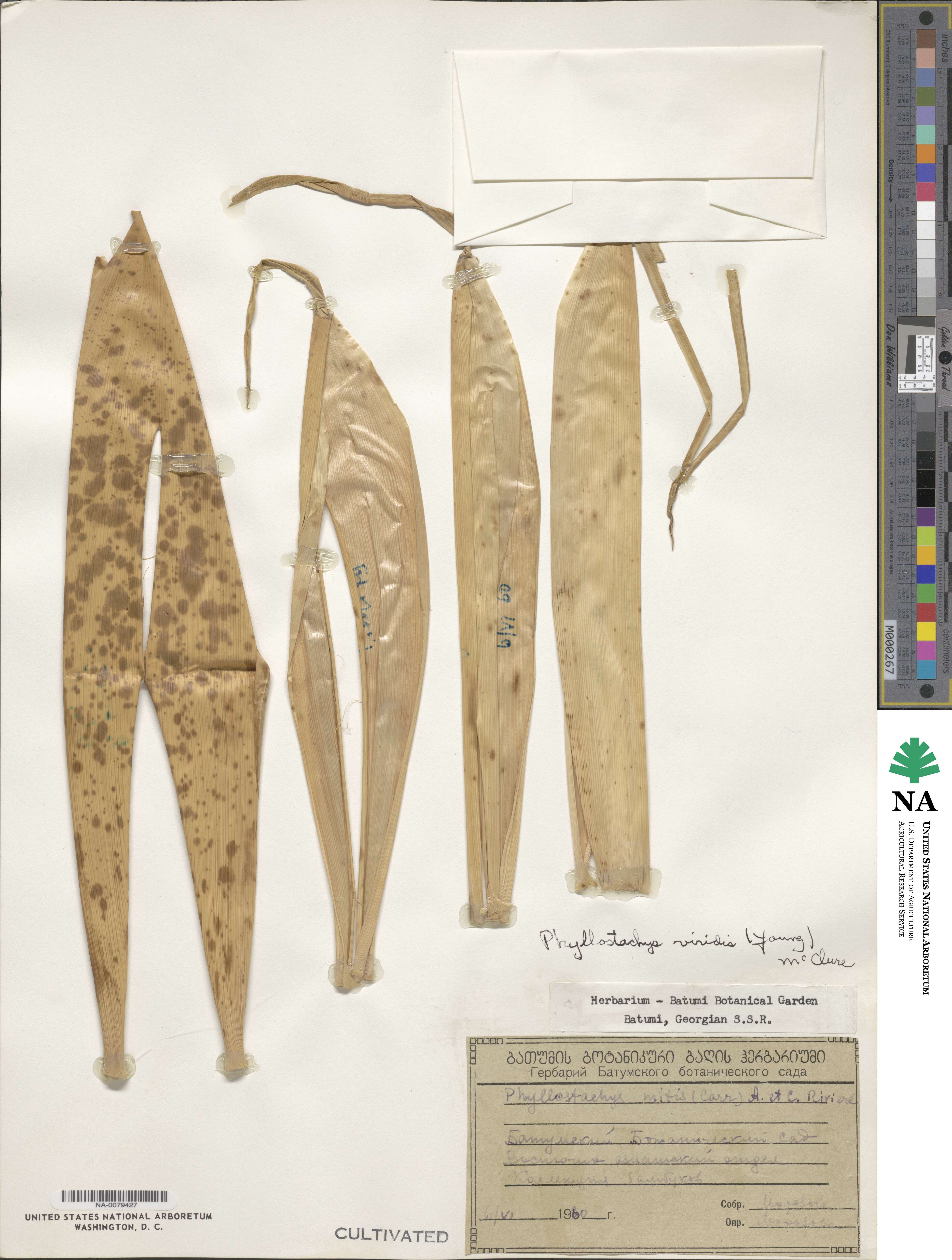 Phyllostachys sulphurea image