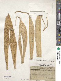 Phyllostachys sulphurea image