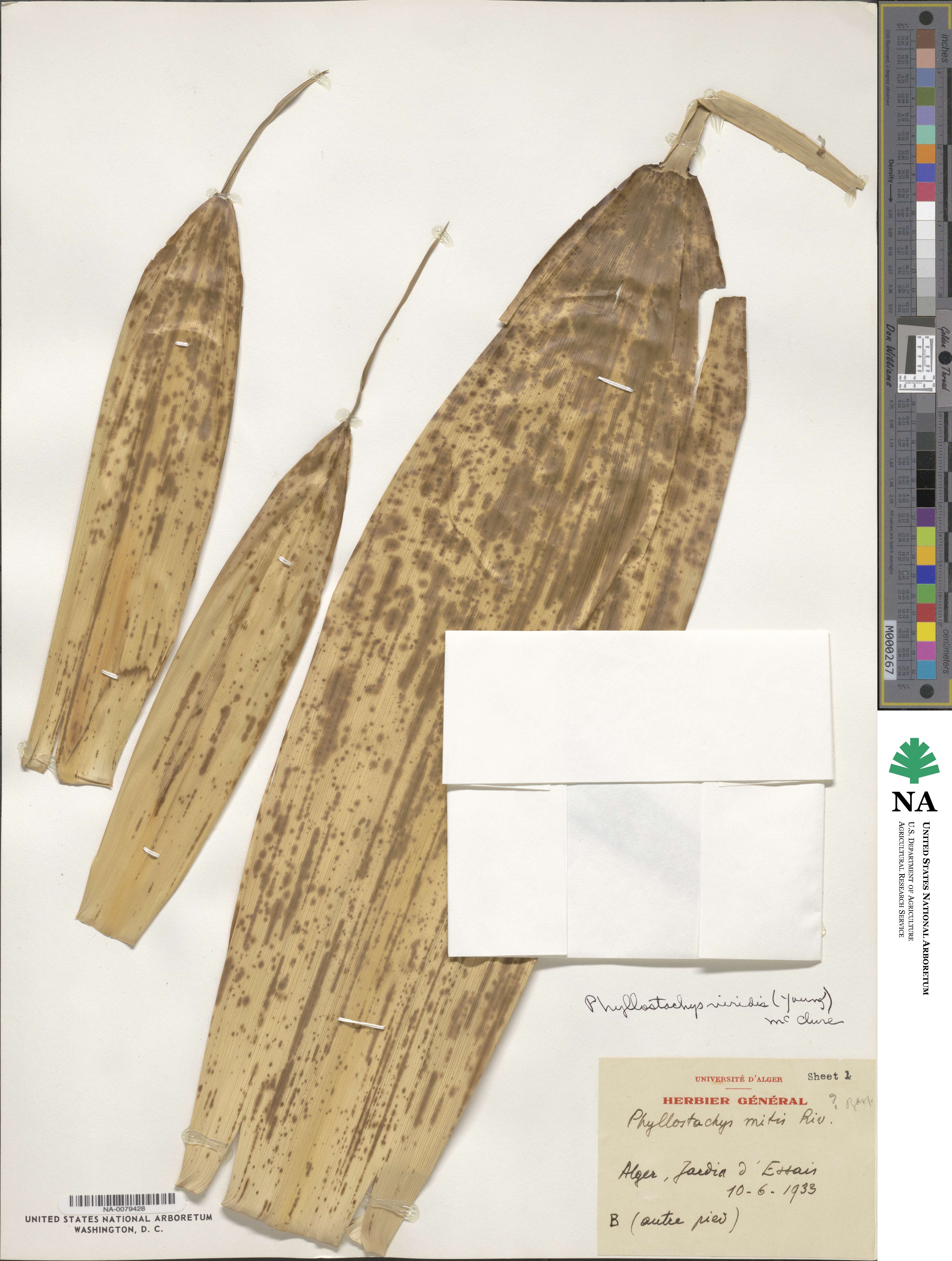 Phyllostachys sulphurea image