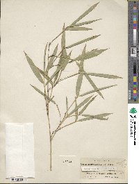 Phyllostachys sulphurea image