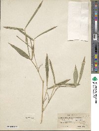 Phyllostachys sulphurea image